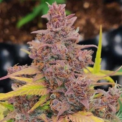 BananaxKd's profile picture. มี #OG #กัญชา Sale