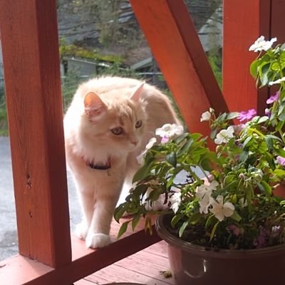 keane_peach's profile picture. 