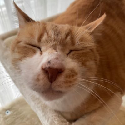 静岡県で保護された、茶トラ猫の「こたろう」です🐈 2017年に東京のお家に来ました。 よろしくお願いします🐾 Stray cat “Kotaro” has become a member of our family since 2017.