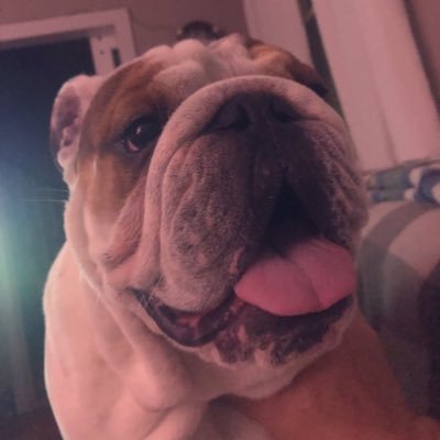 Hello I am Reggie. I am an English Bulldog. Happy go lucky, love everyone I meet. Hope you like my journey and hope you learn about the breed!!