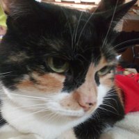 general.catallion (@catallion1) 's Twitter Profile