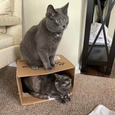 We’re Riley, a Russian blue mix, and Izzy, a dilute tortoiseshell cat. Born on 4/2/2019(R) and 3/13/2019(I). Riley: I hunt lizards. Maybe I’ll get to eat one.