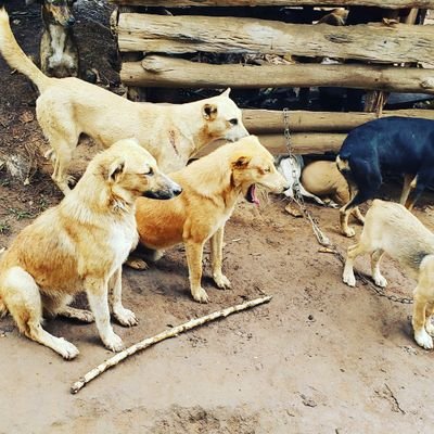 🤟Animal companion Rescuers ( ACRU 🇺🇬 And
Rehoming 🏘️““🐕🐈🐒
“When you look into the eyes of an animal you’ve rescued, you can’t help but fall in love.