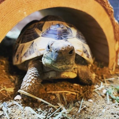 The adventures and Misadventures of Tiny The Tortoise. Im a Hermann Tortoise that was born 07/09/2016. I joined my Hooman Mummy on May the 1st 2017 @hpsaucy515