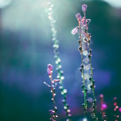 Lz_emotions's profile picture. 🇸🇦