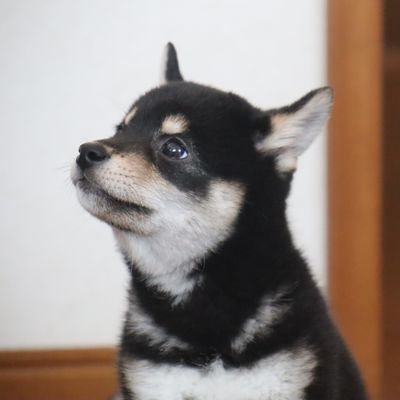 黒柴ゆず Yuzuco 最高にかわいい柴犬子犬の10秒動画 見てくれませんか 一人でボール遊びしてたのに わたしを見つけると一目散に駆け寄ってくるんです かわいい 大好き