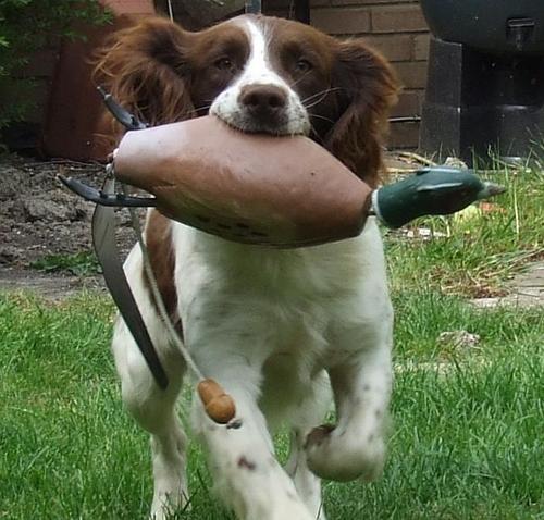 Gundog_Supplies's profile picture. Dog Training Supplies is a small family run business in Sussex, specialising in quality gundog training equipment. We train our Spaniels with the kit we sell.