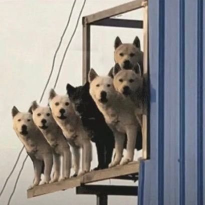 not_theshit's profile picture. 🇨🇳 | 男 | 飞天炸酱面神教 | 纽约 | 没绷住，再喝一杯