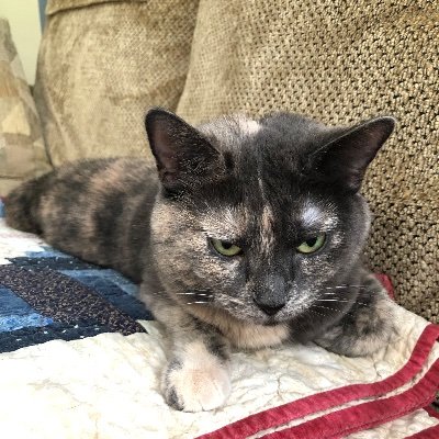 LurkingJenny's profile picture. I'm just here to watch the culture war unfold.