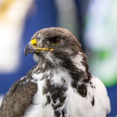 Official Twitter of Taima the Hawk, live mascot for your Seattle Seahawks. I lead the team out of the tunnel and generally try to keep an eye on things.