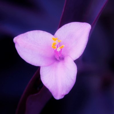 Lavender Heartsさんのプロフィール画像