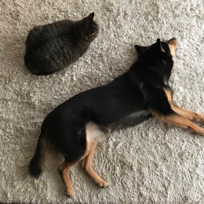 保護犬伊代と保護猫みぃちゃん空ちゃんと暮らしています。お空には長女猫の花ちゃんもいま〜す。高知→東京→高知に戻りはや25年。しんどくない登山、ウォーキング、ジョギングしてま〜す^ ^ボラで迷子犬さん猫さんのポスター作成も続けています。お気軽に