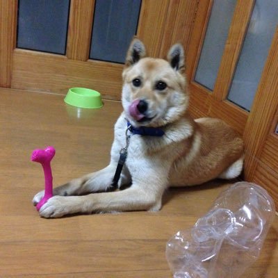 メダカ初心者です 色々教えて頂ければ幸いです 無言フォローすみませんよろしくお願いします後ミナミヌマエビもかってます