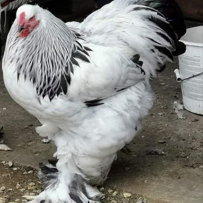 kh_joykumar's profile picture. 