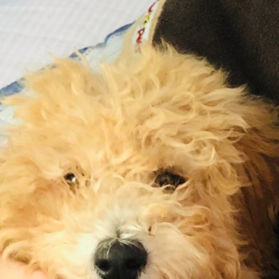 BiscuitCottrell's profile picture. |19| I try to do art :) I play Overwatch. I like History. (Biscuit is my dog)