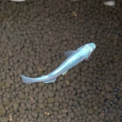 rame_medaka's profile picture. メダカをすすめられて少しハマりぎみです(笑)