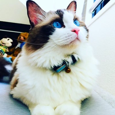 I'm LEEP holy cat boy! 😻ragdoll ラグドール 内弁慶で駄々っ子の男の子🐈‍⬛ 表情豊かなネコっぽくないリープ君の日常をのんびりお届けします♪ 😻