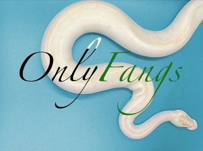 onlyfangs21's profile picture. Ball Python Breeder. Reptile Enthusiast, I sell quality healthy snakes! Follow my other social media for content!! TikTok: Onlyfangs_ Instagram: onlyfangs_