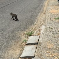 佐々川久太 (@sasagawa9ta) 's Twitter Profile