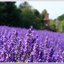 Yi Jing Chen - @Yijing_Chen - Twitter