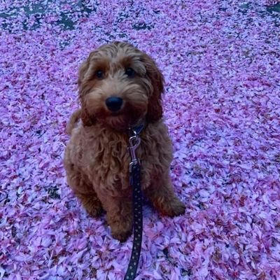 Intothewillows's profile picture. 