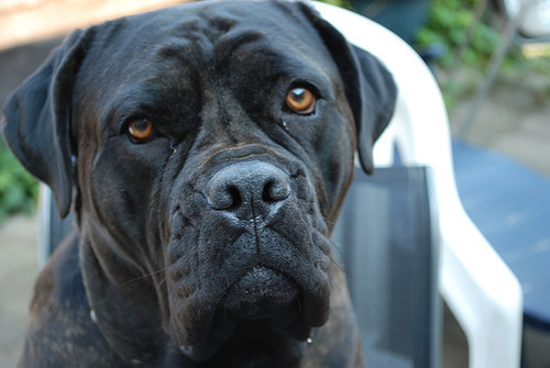 Bordeauxdog X Mastino • 6 jaar • lieve maar wel luie hond • ik lust vrijwel alles maar ik ben bezig met afvallen • ik ben gek op zwemmen