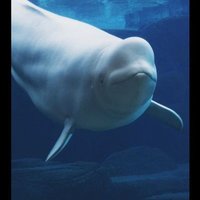 Neluark The Beluga(@sea_canorie) 's Twitter Profile Photo