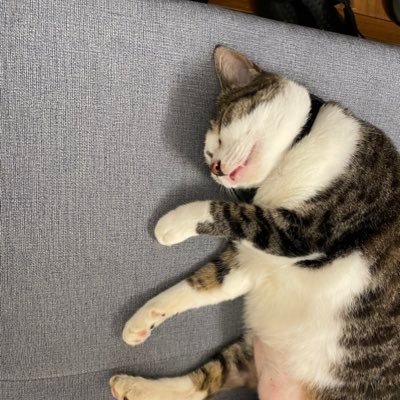 mnbvcxz55688's profile picture. 小丑竟是我自己