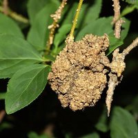 Agrobacterium2021 (@agromeeting) 's Twitter Profile Photo Agrobacterium2021 (@agromeeting) 's Twitter Profile Photo