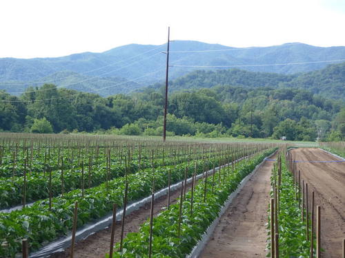 Building sustainable farming communities in our mountain region by providing resources directly to farmers who are diversifying and expanding their operations.