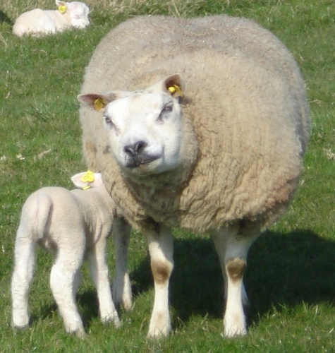 Texelsschaap's profile picture. Fokkers van Texelse stamboekschapen. Zwoegervrij, ARR/ARR. Kippen. Agrarisch natuurbeheer.
Verkoop lamsvlees, eieren, wol.