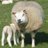 Texelsschaap's profile image