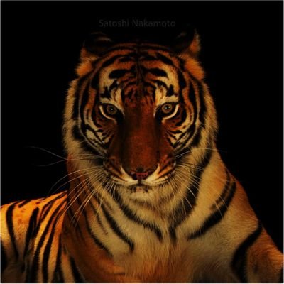 mahmoodsalama87's profile picture. safety/