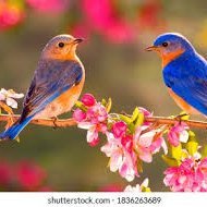 enva (💙,🧡) 🛸 (✸,✸) (@enva6688) 's Twitter Profile