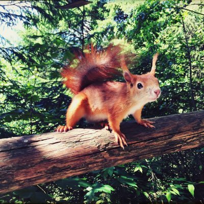 sub_tilia's profile picture. 