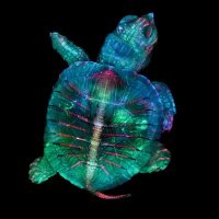 microscopic images. (@microscopicture) 's Twitter Profile Photo microscopic images. (@microscopicture) 's Twitter Profile Photo