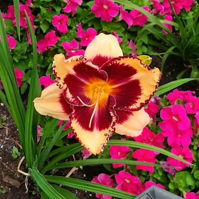 coffee4now's profile picture. 