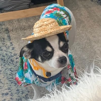 TuckandNut's profile picture. 2 pups living in KC, Old Man Beags and Playful Chihuahua. Living the life!