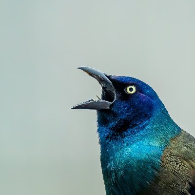 Th_inkingRaven's profile picture. I tweet about datascience, ethical engineering , philosophy and crypto.
I love to follow datascience, ML and crypto Twitter account