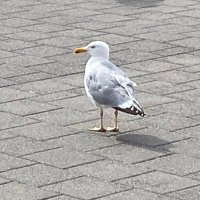 3cats (@anettedeppe) Twitter profile photo