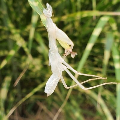 patrickjiang477's profile picture. 