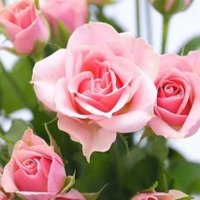 بنت الاصول (@5ittvmcoesnyxdo) 's Twitter Profile