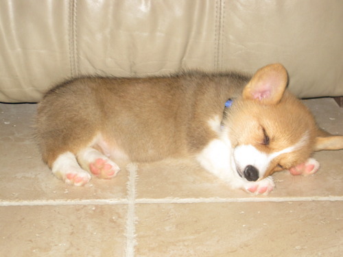 HeadCorgi's profile picture. options trader. risk, leverage, and the eventual blow up. worth it!