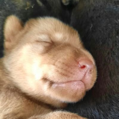 SiAnakAnj777's profile picture. DeFi so deep I see smart contracts in my sleep. They're written in Move for @Sui.