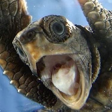 Daily Turtleさんのプロフィール画像