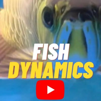 Aquarium YouTuber【https://t.co/m2S21rScgv】Retweets, Likes & Follows do not imply endorsement.