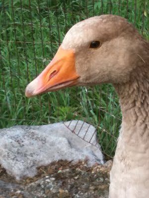 GoosePresident's profile picture. Goose President of the United States of America