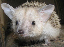 Mihanev's profile picture. Белый йож.