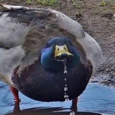 BlastySaysBEGON's profile picture. I like following schizos.