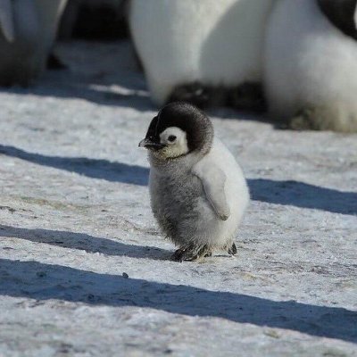 🐧Don't mind me just Delivering your Daily Penguins!🐧💗 DM Me Pictures of Pengus 🐧🐧🐧